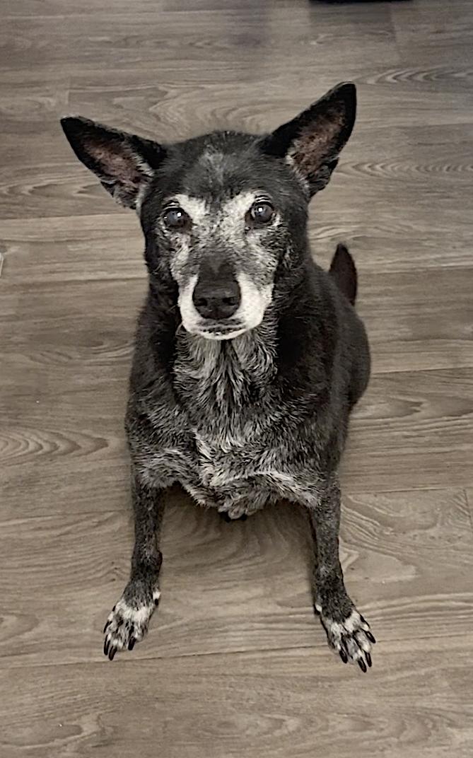 Eevee and Ellie — thumbnail 5