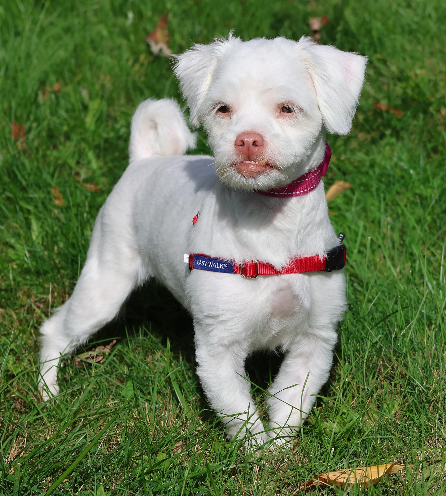 Enlarge Lil Baby, a Adoptable mixed breed in Harrison, NY image 4/5