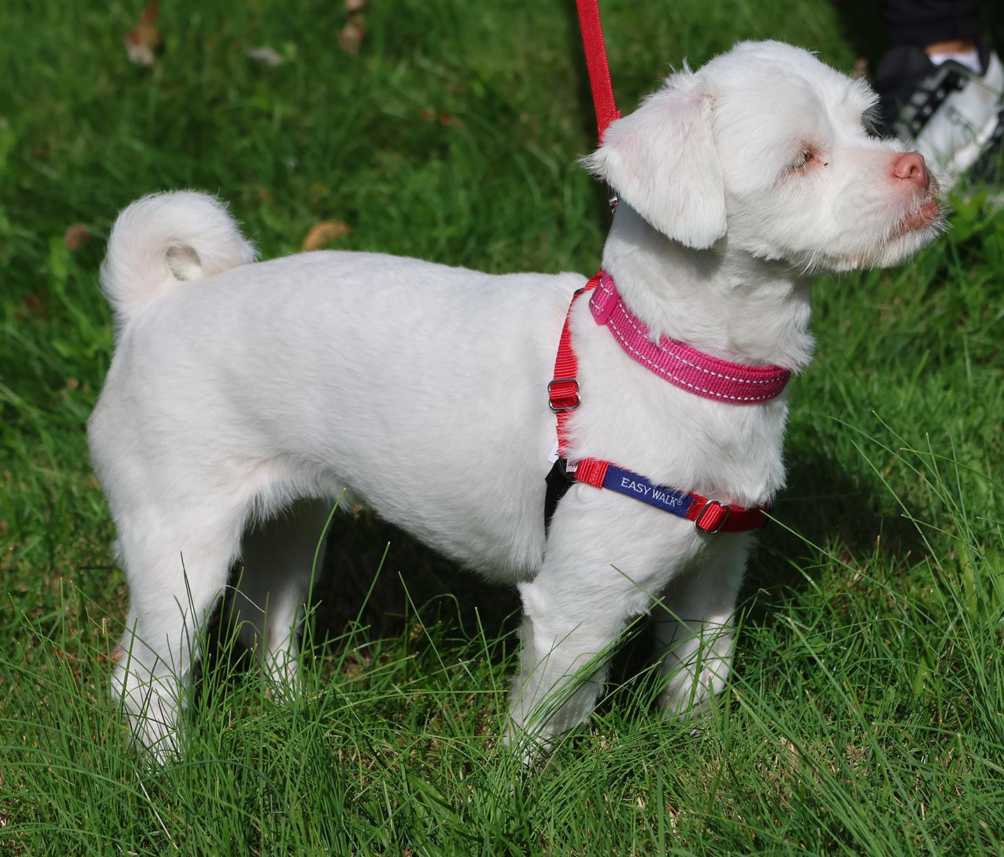Enlarge Lil Baby, a Adoptable mixed breed in Harrison, NY image 3/5
