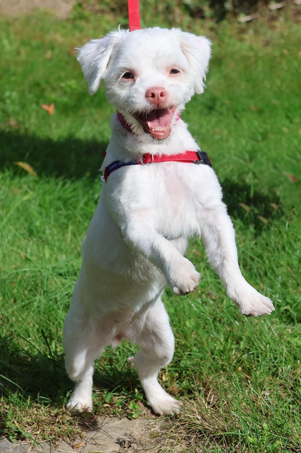 Enlarge Lil Baby, a Adoptable mixed breed in Harrison, NY image 5/5