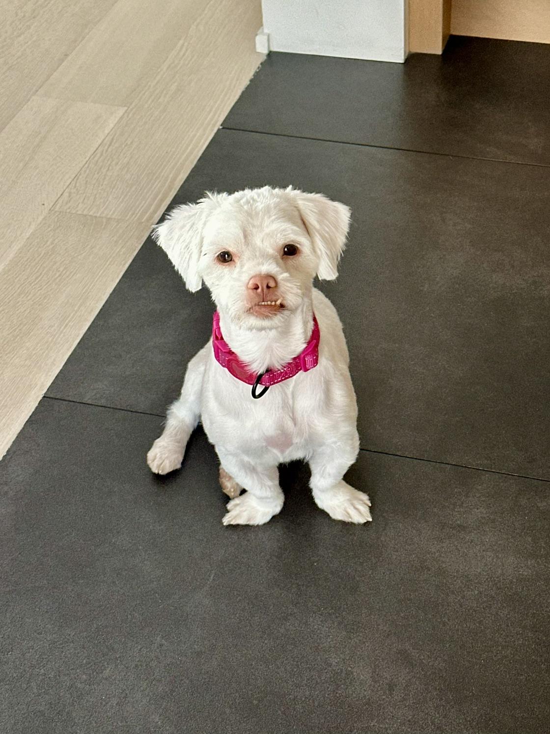 Enlarge Lil Baby, a Adoptable mixed breed in Harrison, NY image 2/5