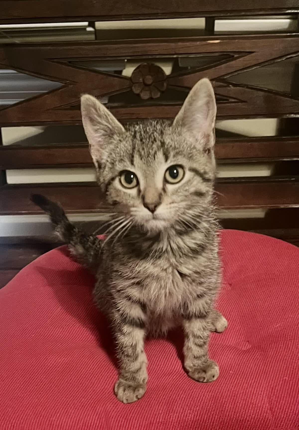 Carlo, adopted, Kitten Male Domestic Short Hair.