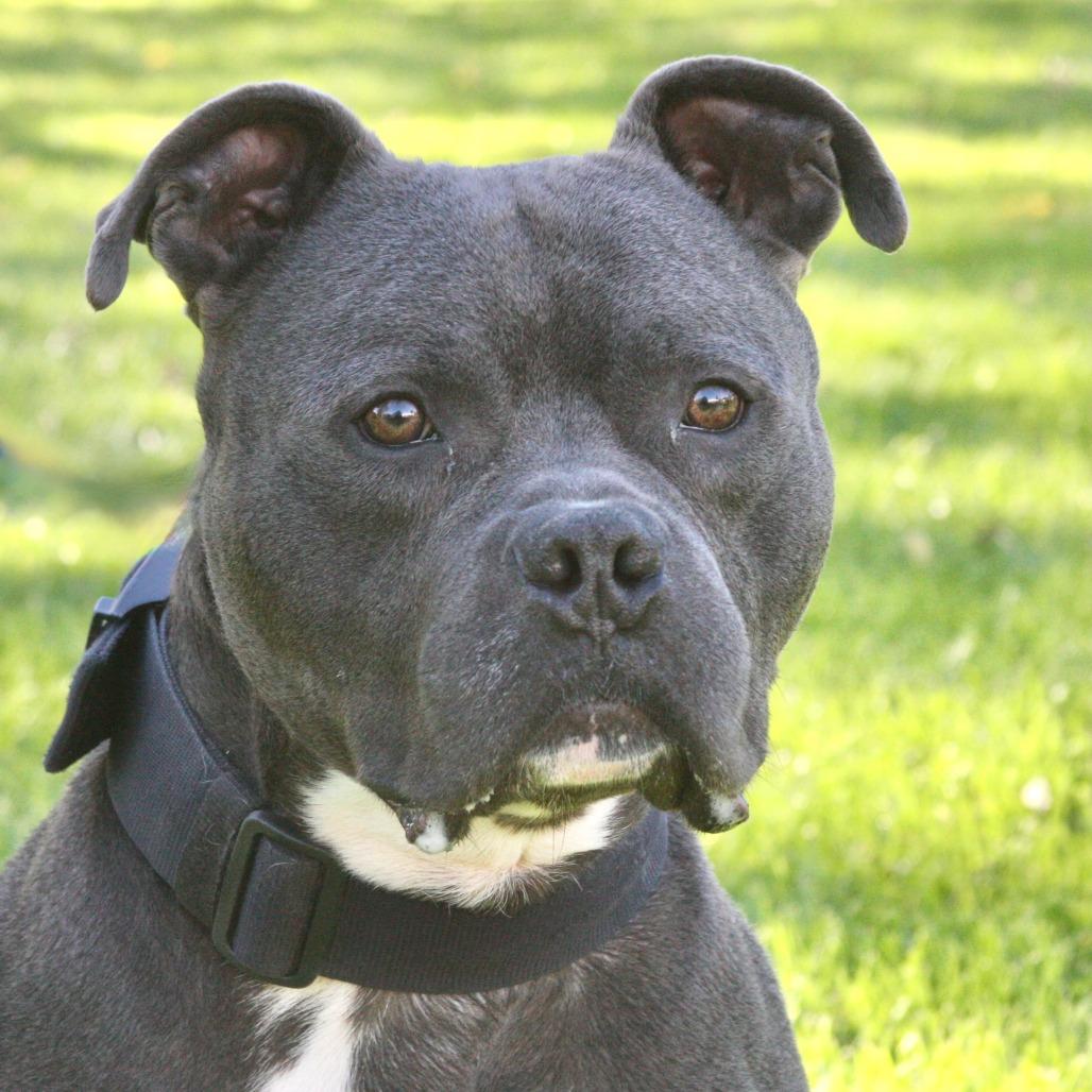 Ford, Adoptable, Adult Male Mixed Breed.