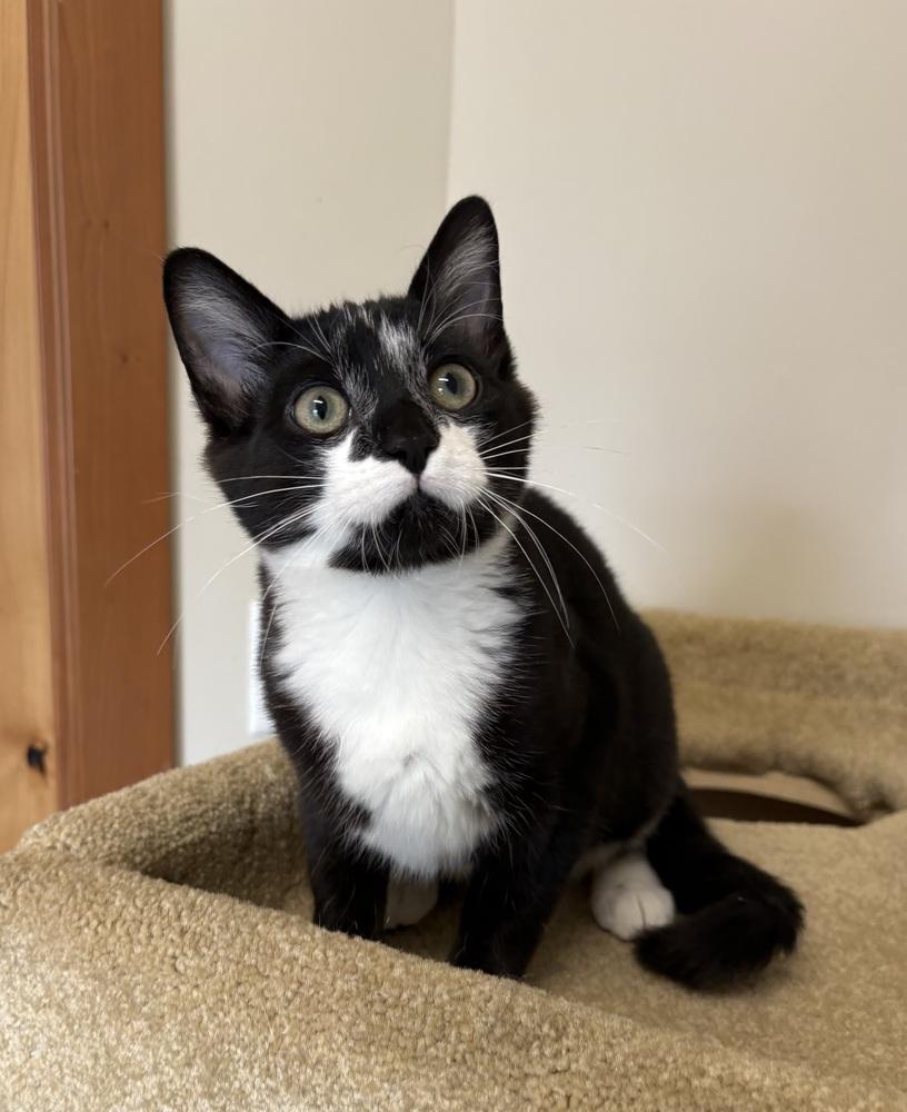 Rowdy, Adoptable, Kitten Male Domestic Short Hair.