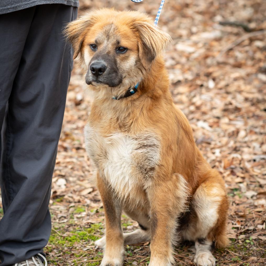 Enlarge 30446-PHINEAS, a Adoptable mixed breed in Bartlett, TN image 1/2
