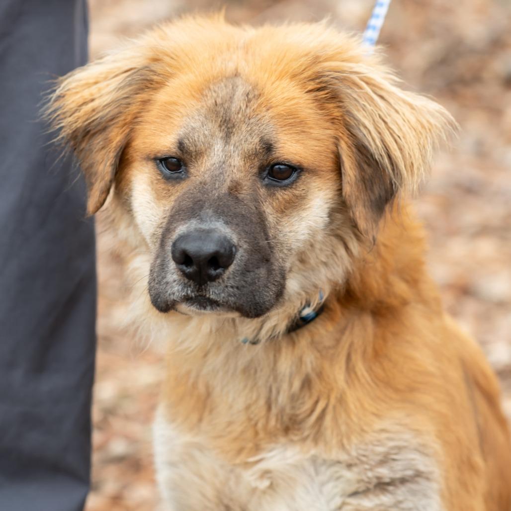 Enlarge 30446-PHINEAS, a Adoptable mixed breed in Bartlett, TN image 2/2