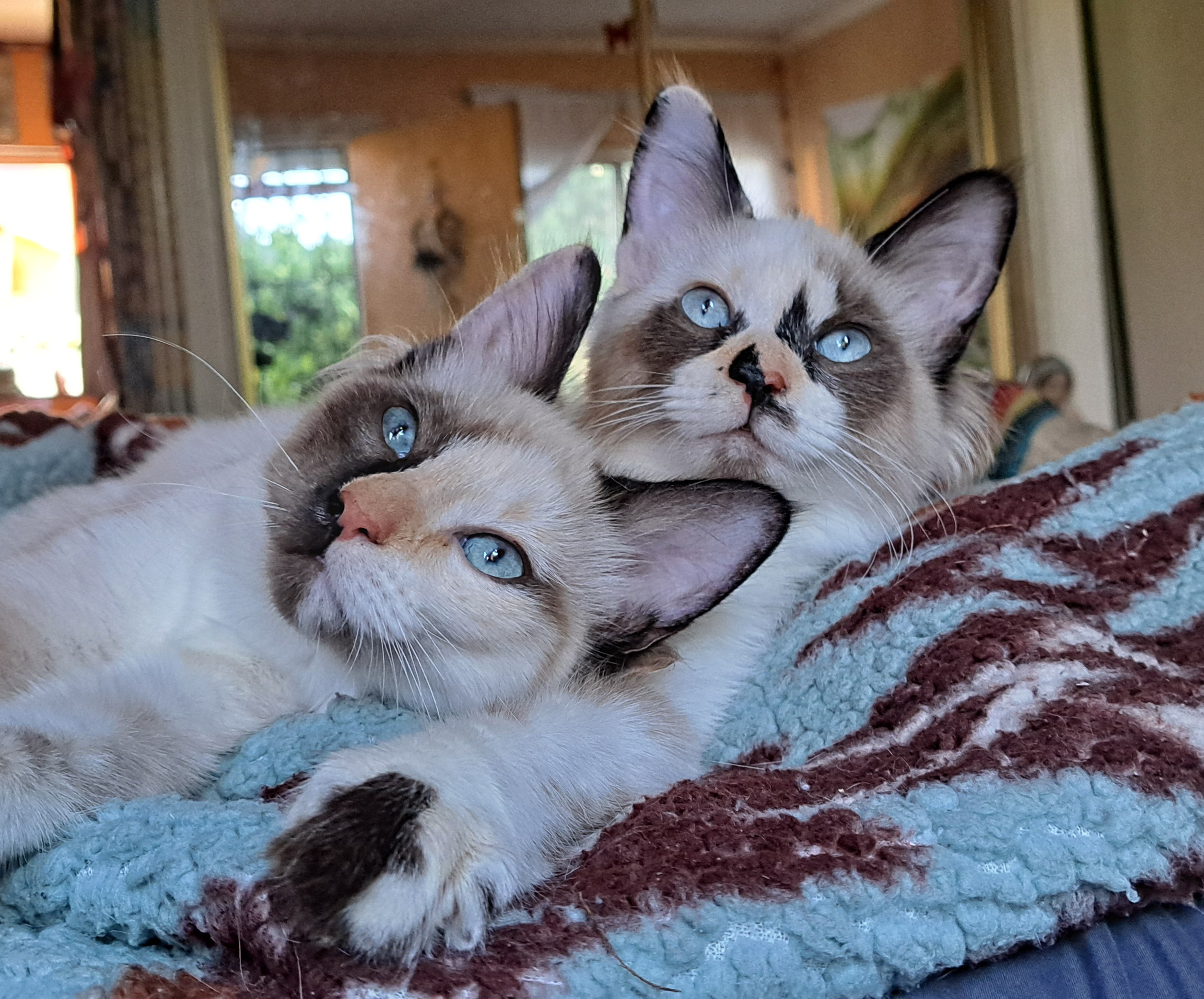 Mochi & Cookie 4mo girls
