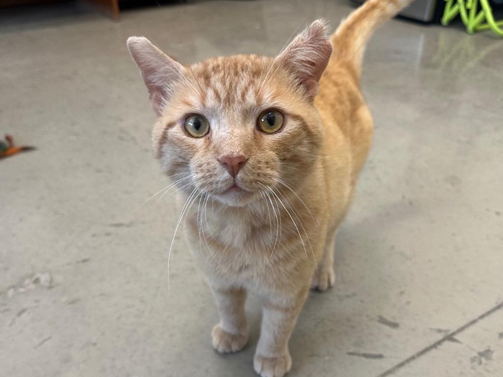 Enlarge Emerson, a Adoptable Domestic Short Hair in Powell, OH image 1/1