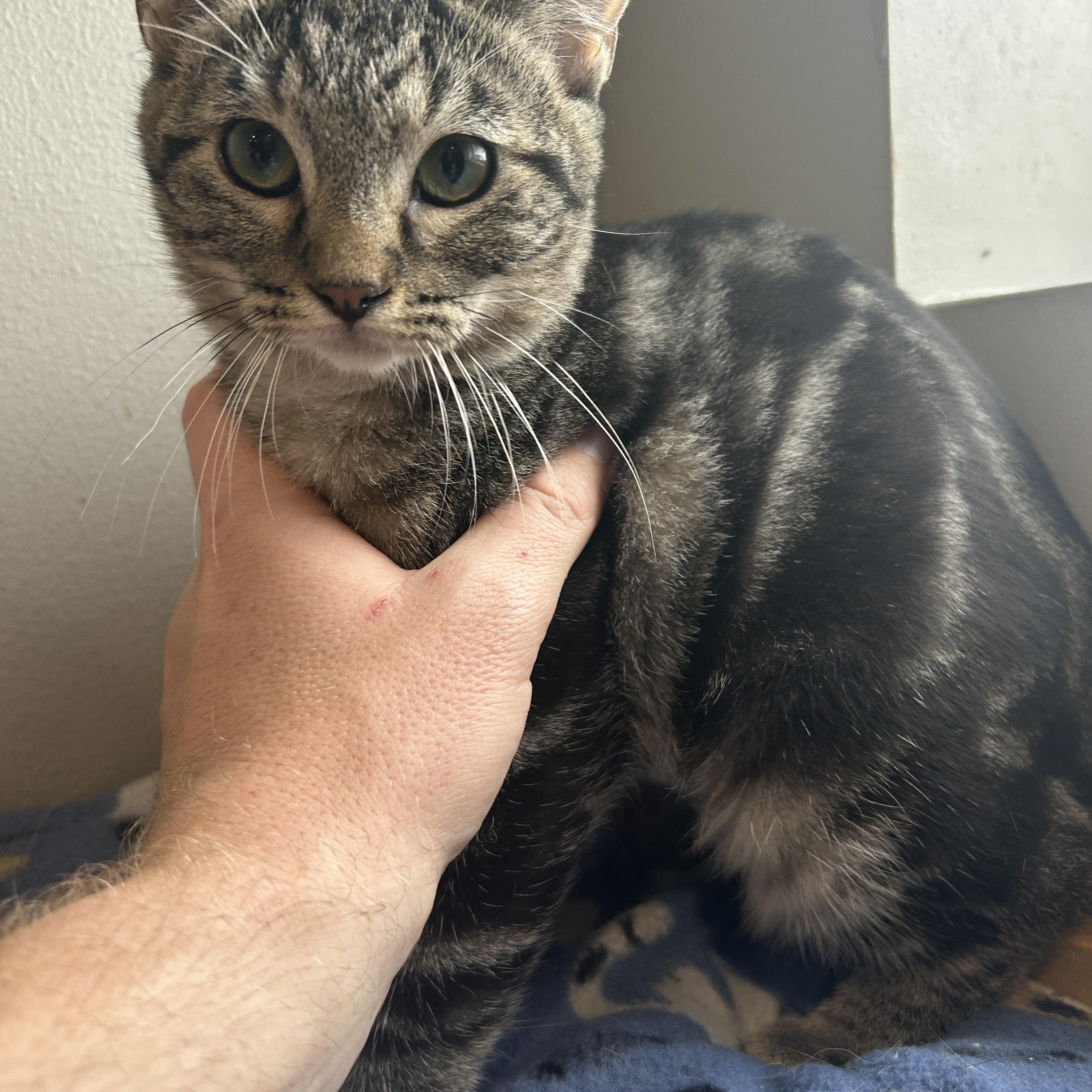 Enlarge Monroe, a Adoptable mixed breed in Seward, NE image 2/2