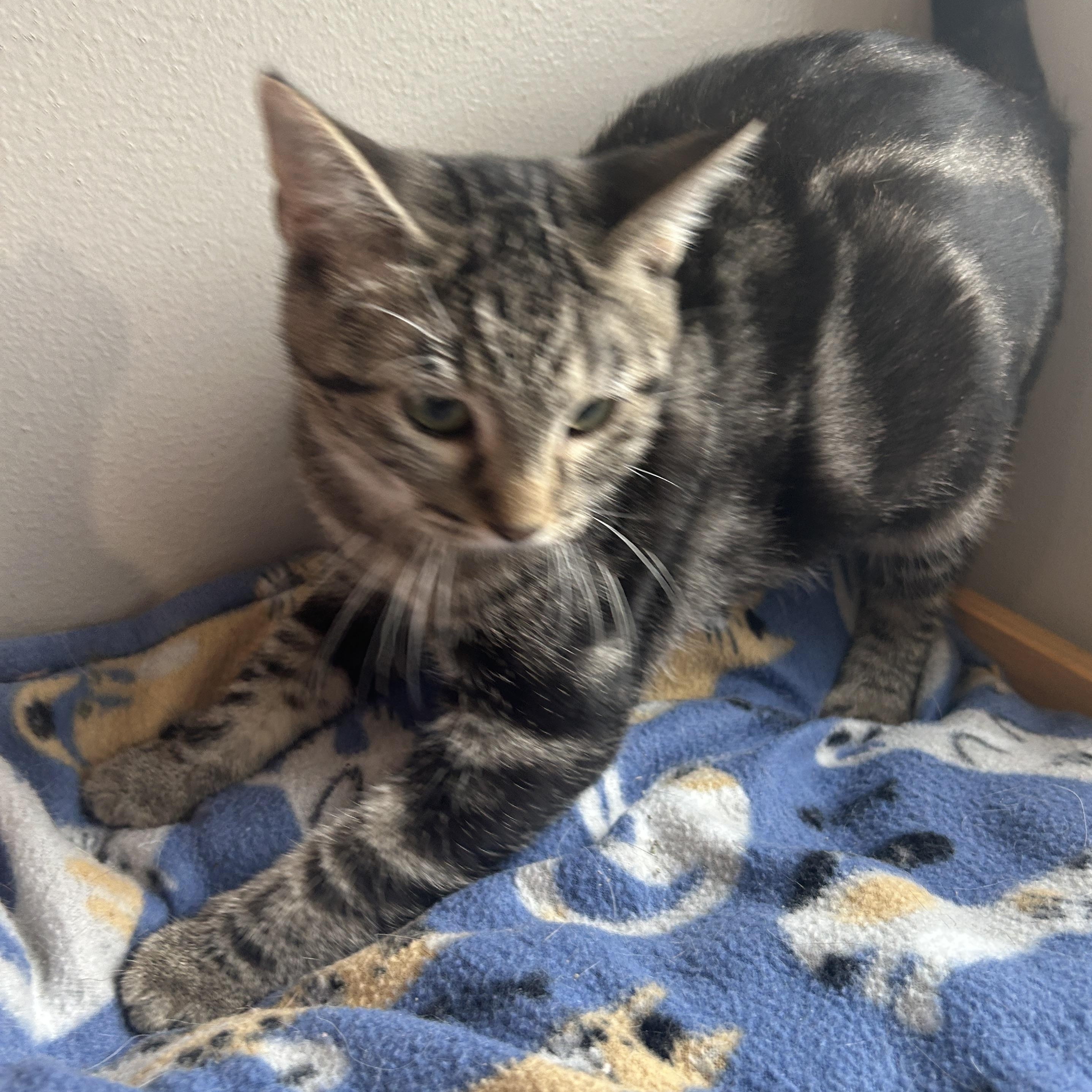 Monroe, Adoptable, Kitten Female Domestic Short Hair.