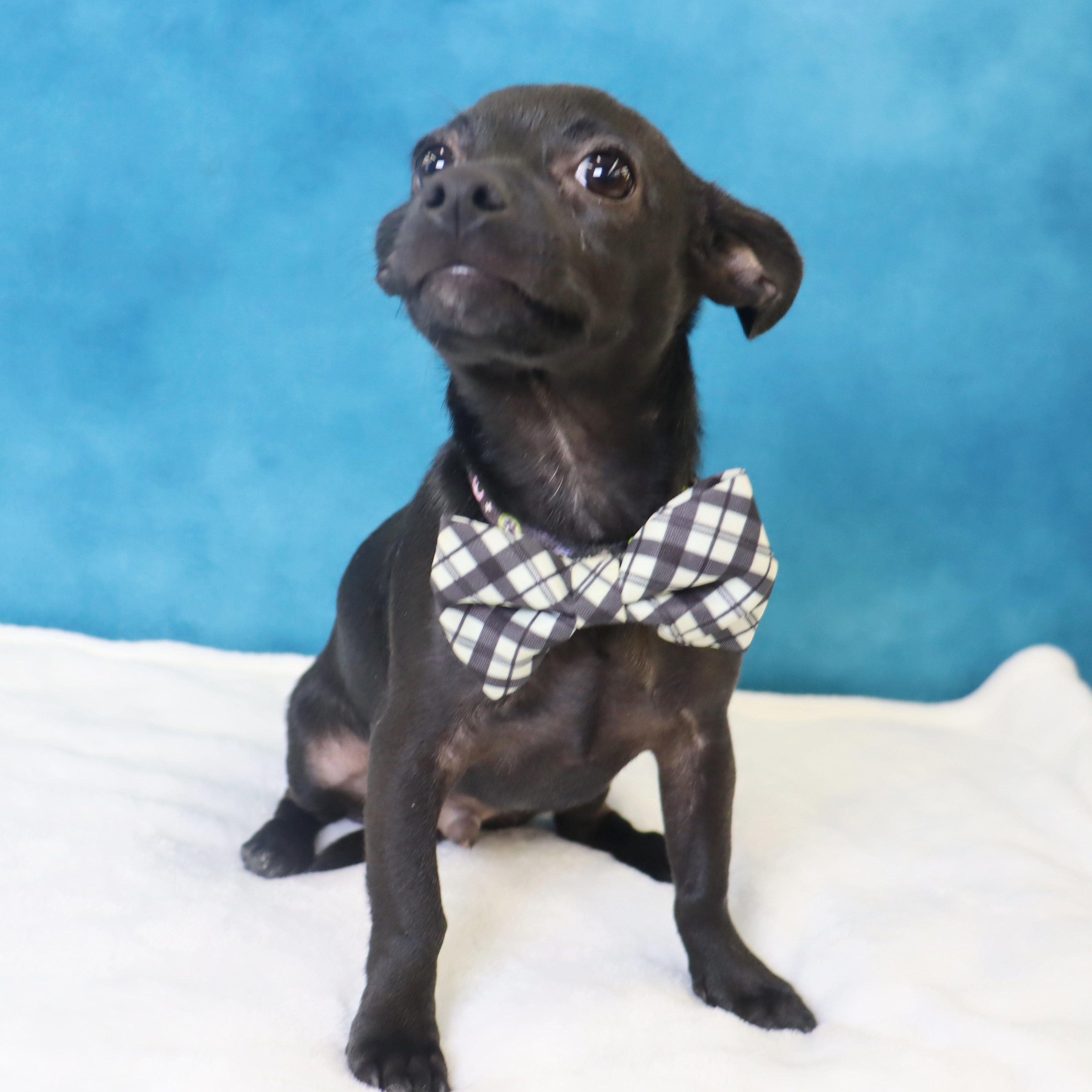 Enlarge Radar - Puppy who needs a great home, an adopted mixed breed in League City, TX image 6/6