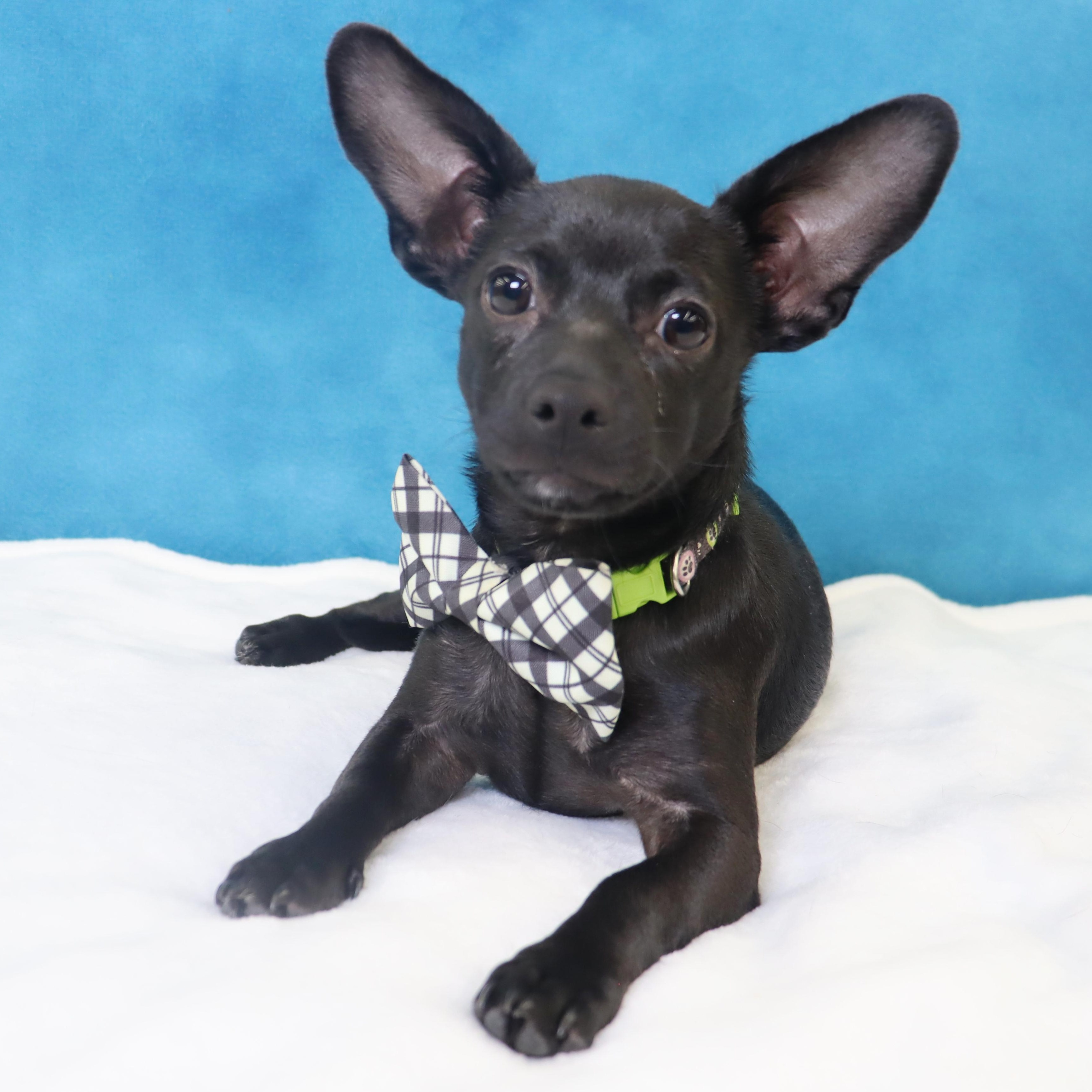 Enlarge Radar - Puppy who needs a great home, an adopted mixed breed in League City, TX image 4/6
