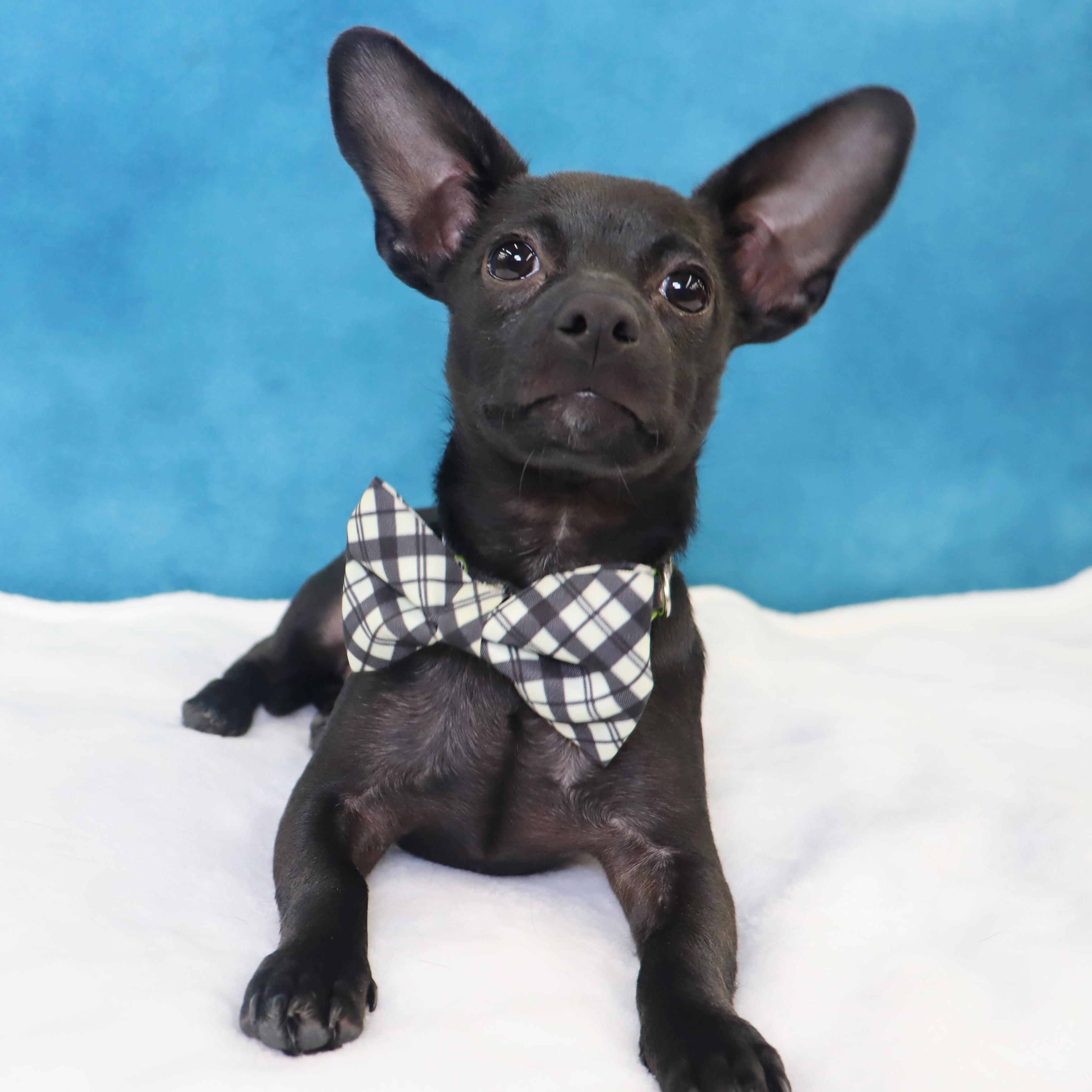 Enlarge Radar - Puppy who needs a great home, an adopted mixed breed in League City, TX image 5/6