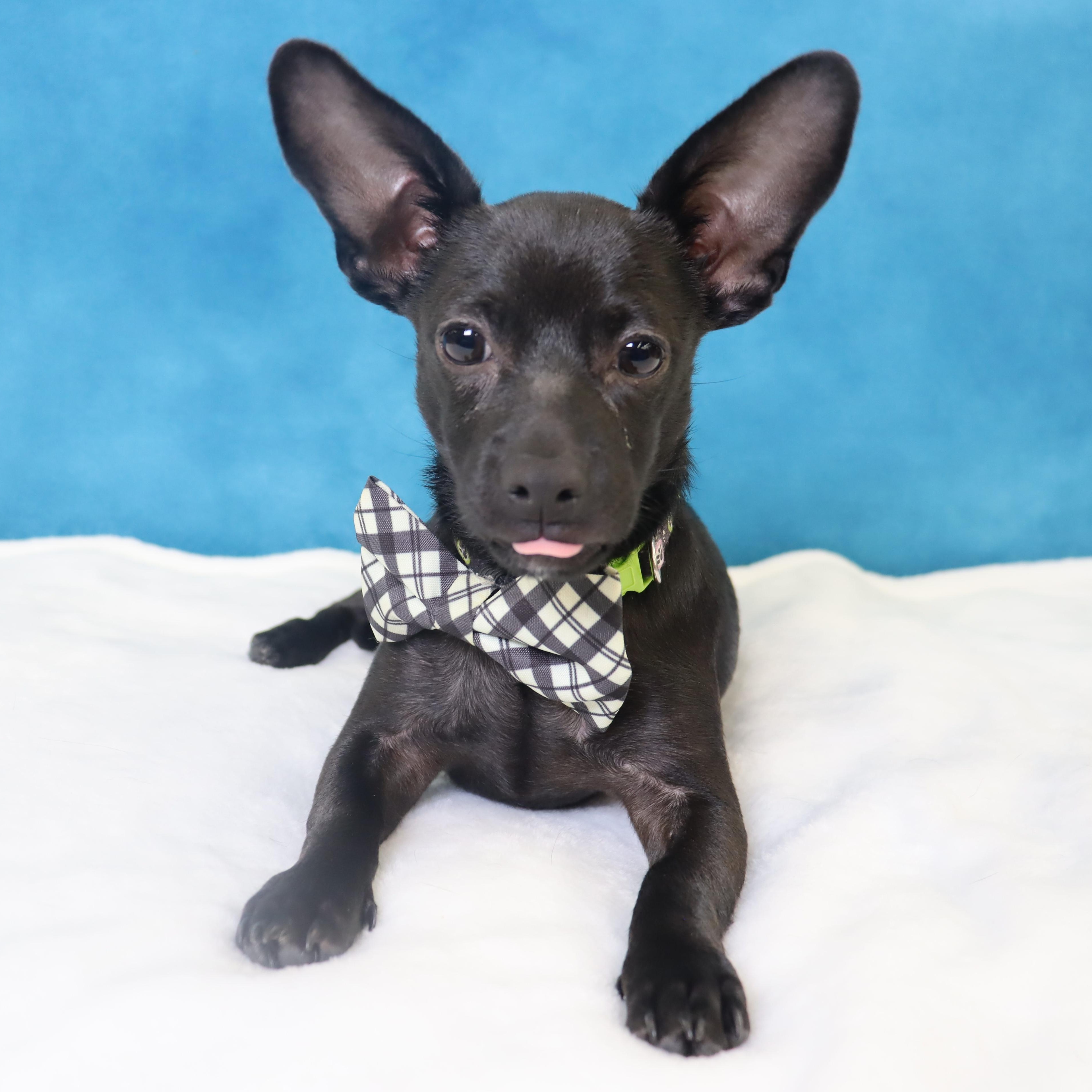 Radar - Puppy who needs a great home, adopted, Puppy Male Chihuahua.