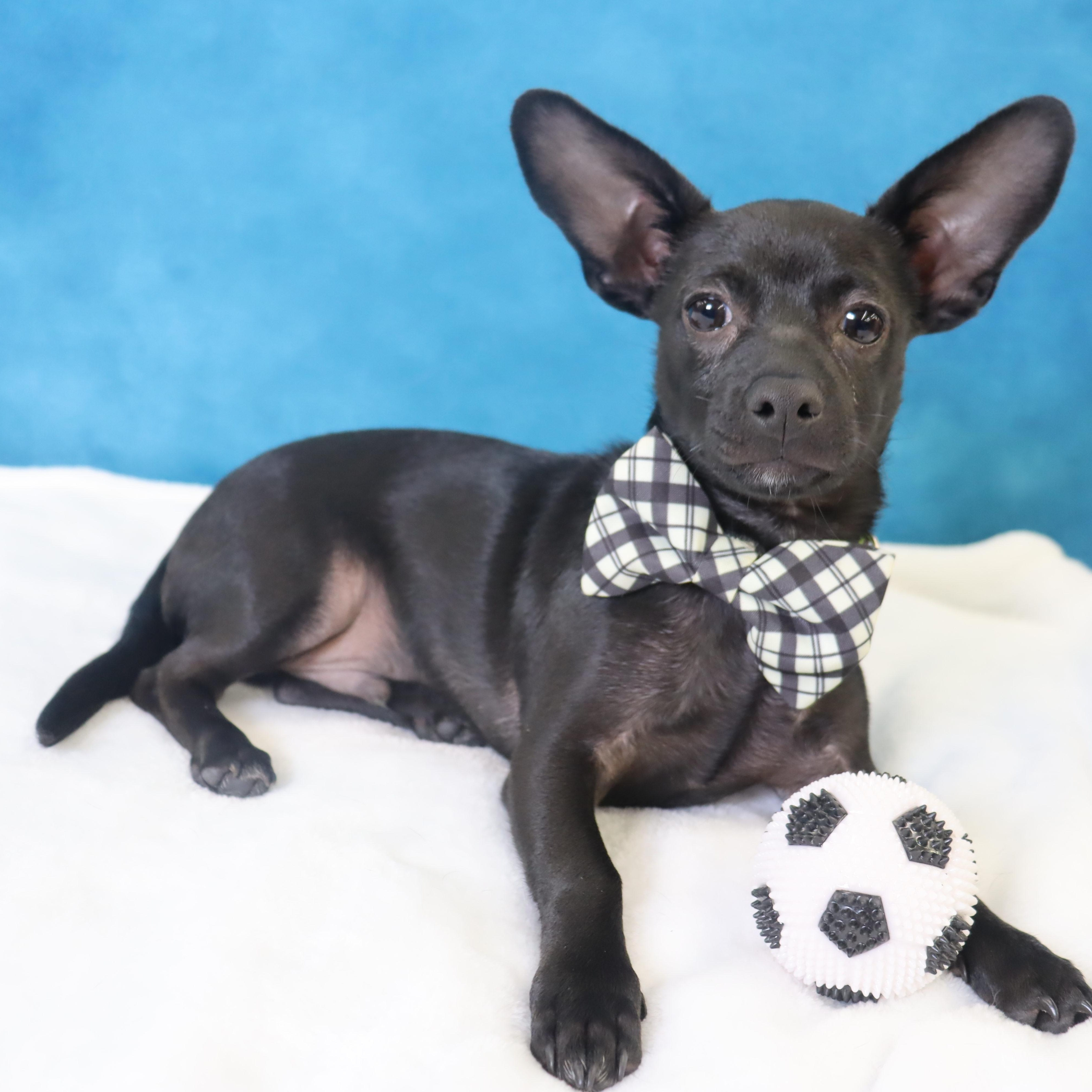 Enlarge Radar - Puppy who needs a great home, an adopted mixed breed in League City, TX image 3/6