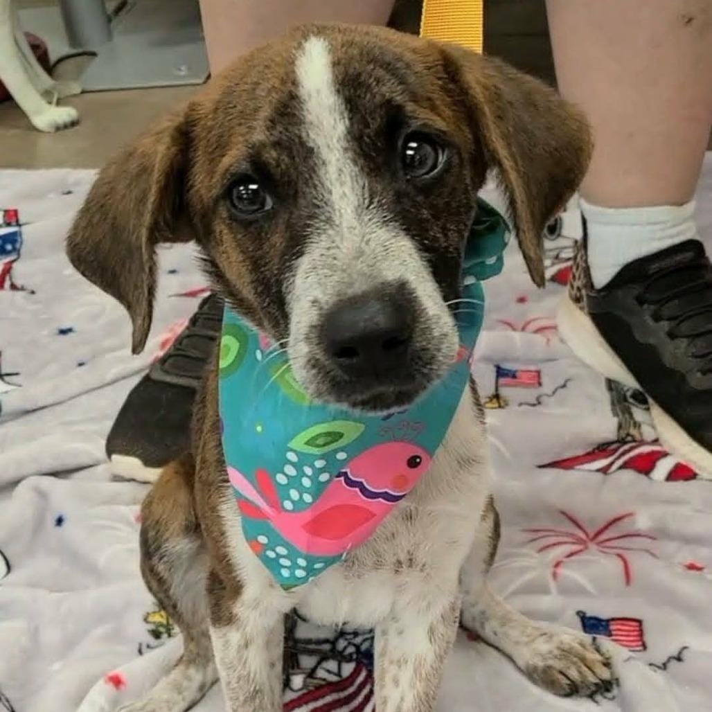 Rocky AKA Avery, Adoptable, Puppy Male Mixed Breed.
