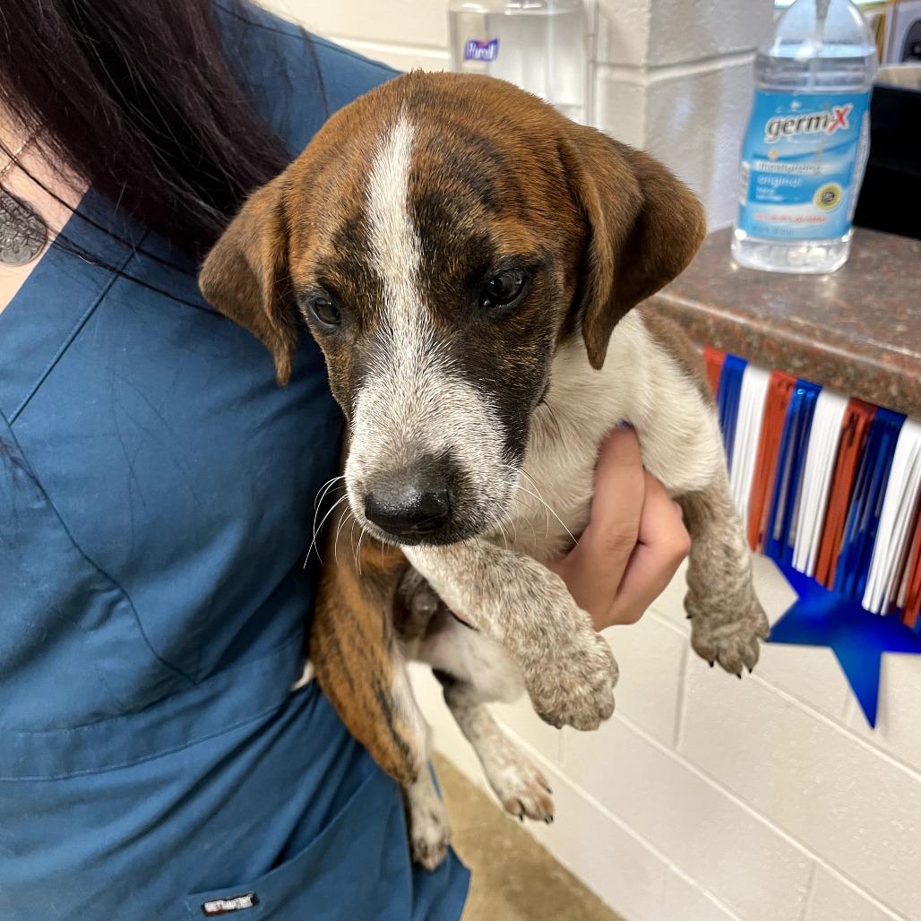 Rocky AKA Avery, a Adoptable Mixed Breed in Enterprise, AL image 2/2