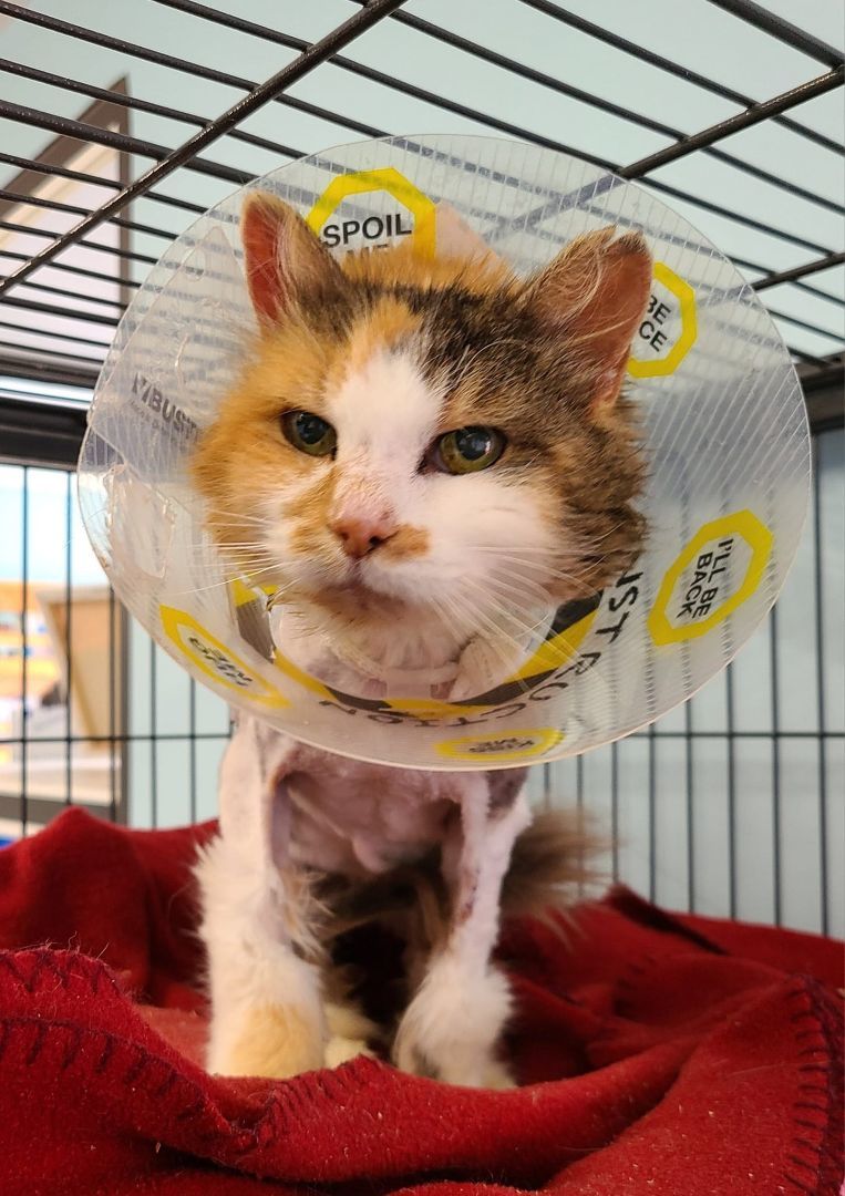 Imogen (FIV+), a Adoptable Domestic Short Hair in Florenceville, NB image 3/4