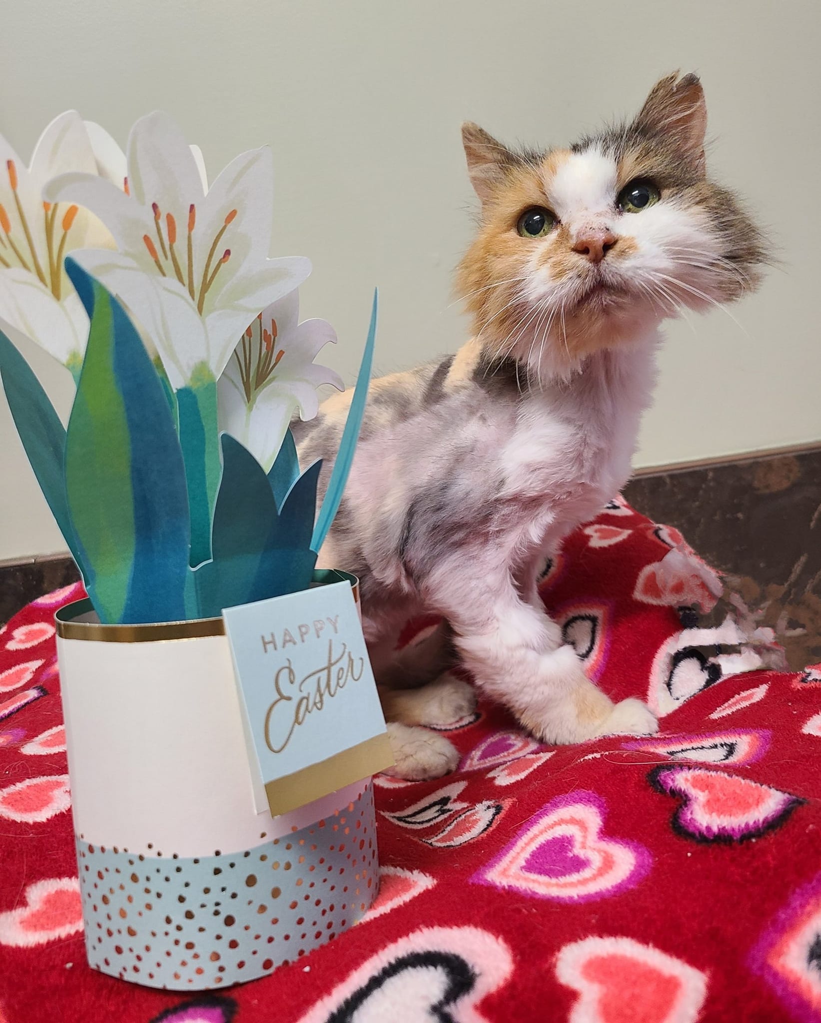 Imogen (FIV+), a Adoptable Domestic Short Hair in Florenceville, NB image 2/4