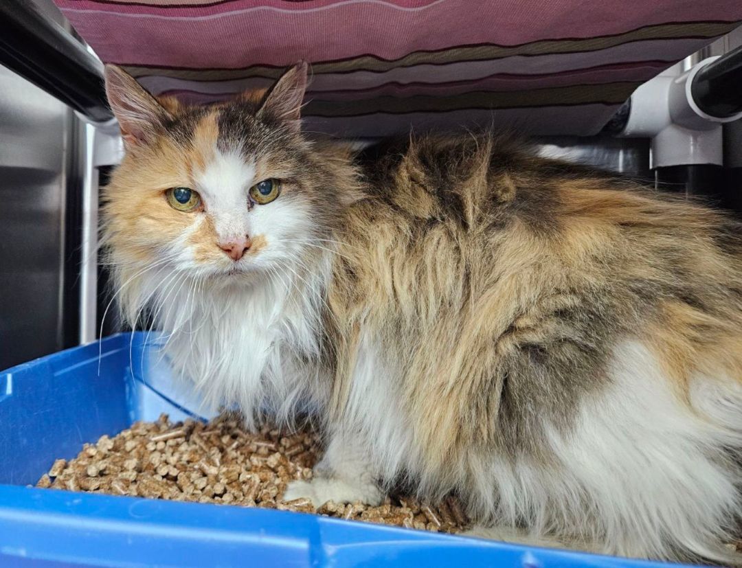 Imogen (FIV+), a Adoptable Domestic Short Hair in Florenceville, NB image 4/4