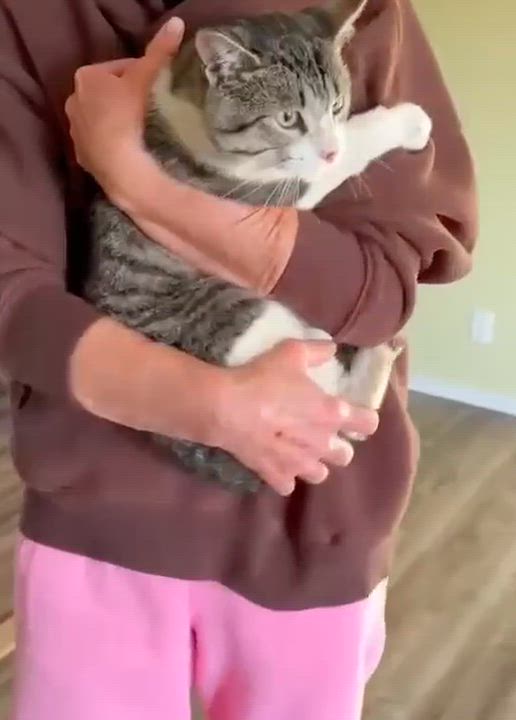 Enlarge Oscar, a Adoptable Tabby in Portland, OR video 2/2