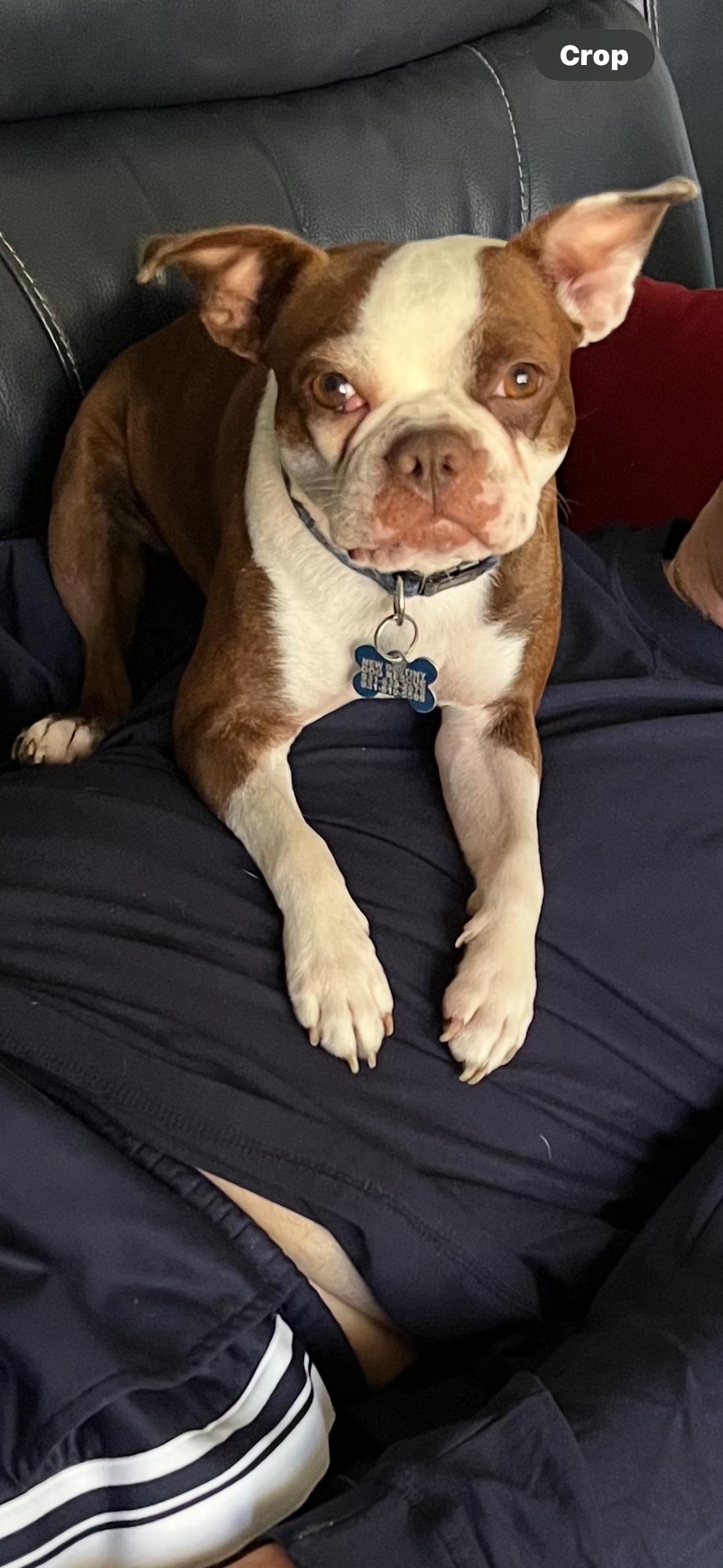 Missy, ADOPTABLE, Young Female Boston Terrier.