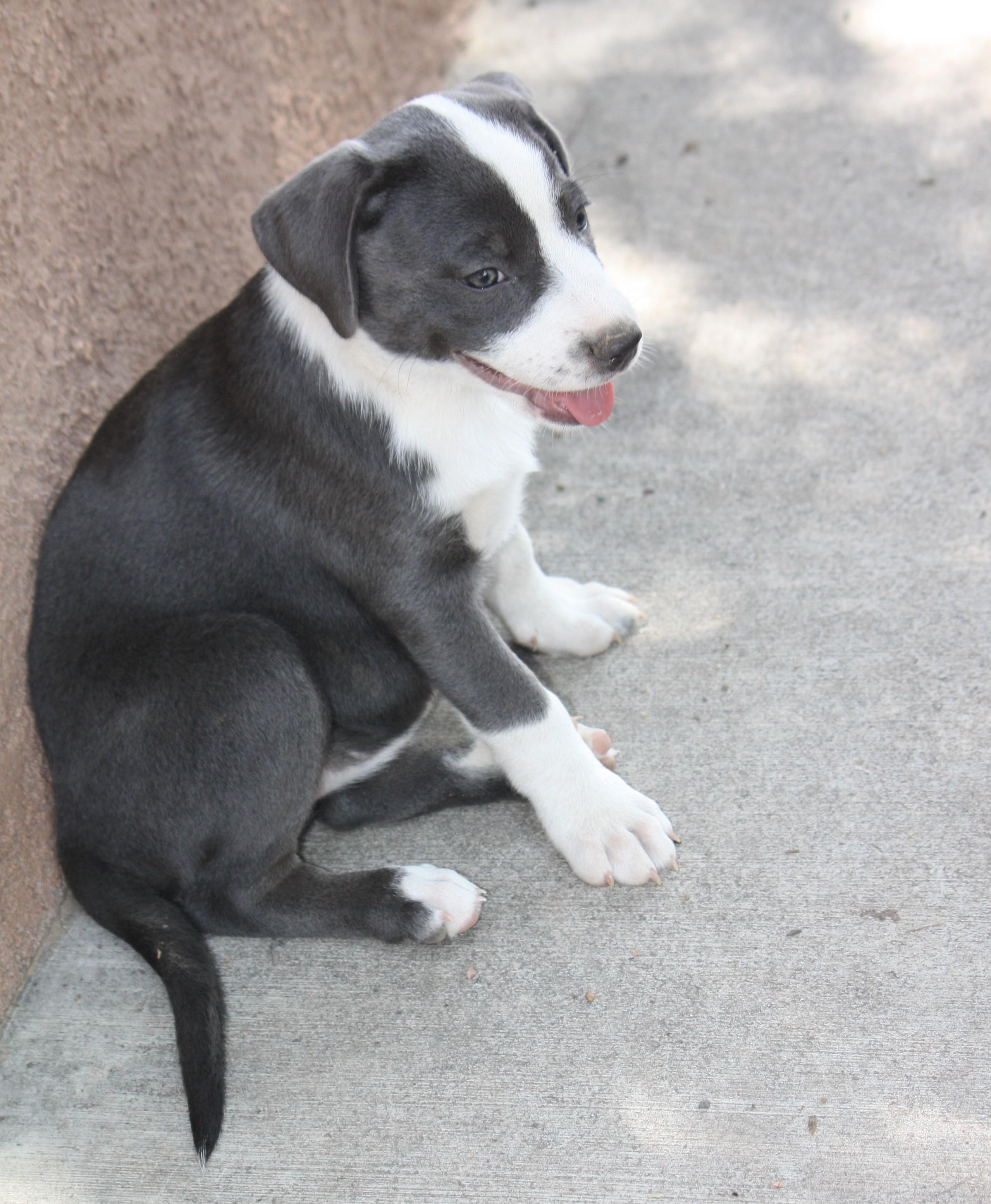 Enlarge EmmyLou, an adopted mixed breed in Albuquerque, NM image 3/3