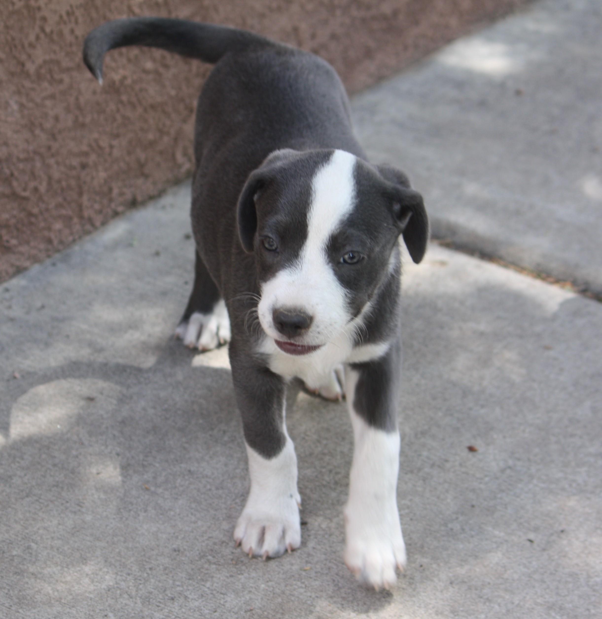 Enlarge EmmyLou, an adopted mixed breed in Albuquerque, NM image 2/3
