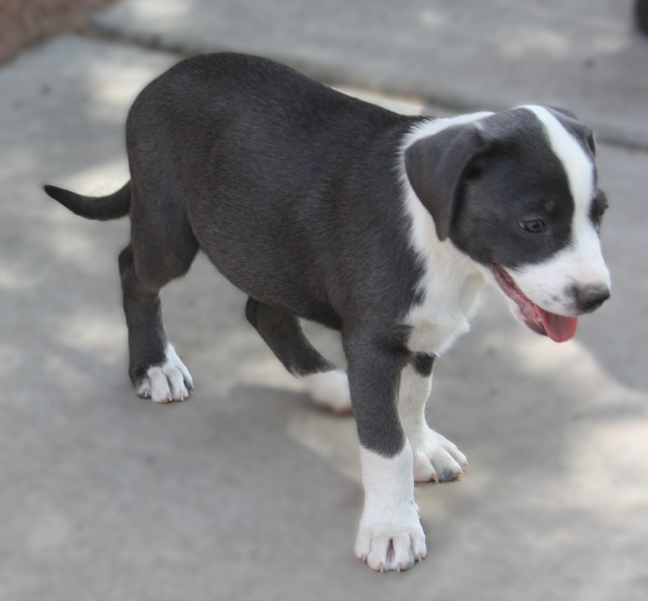 EmmyLou, adopted, Puppy Female Australian Shepherd.