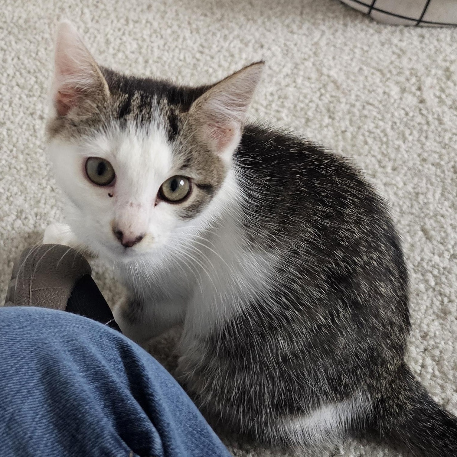 Gracie, a Adoptable mixed breed in Hyattsville, MD image 3/6