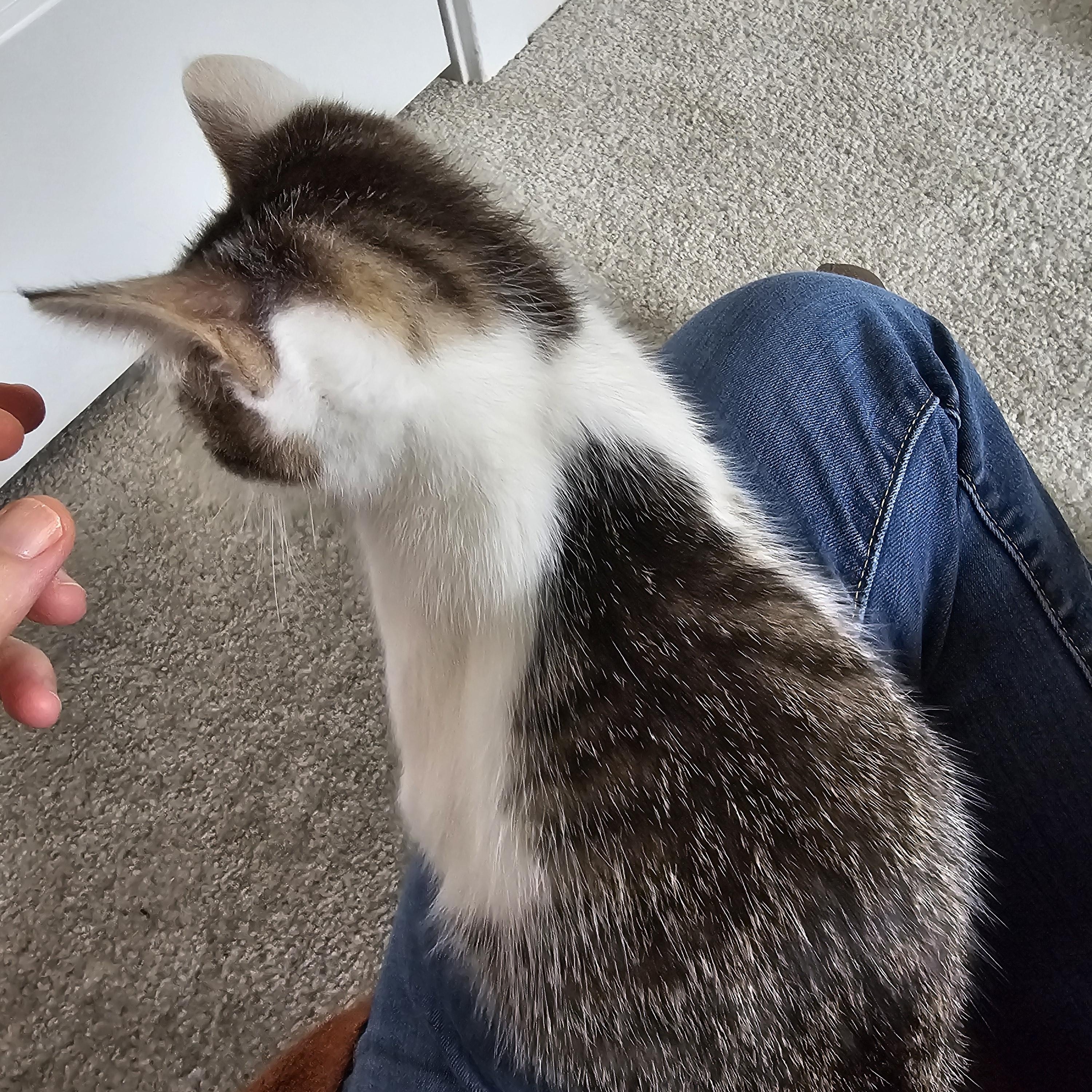 Gracie, a Adoptable mixed breed in Hyattsville, MD image 6/6