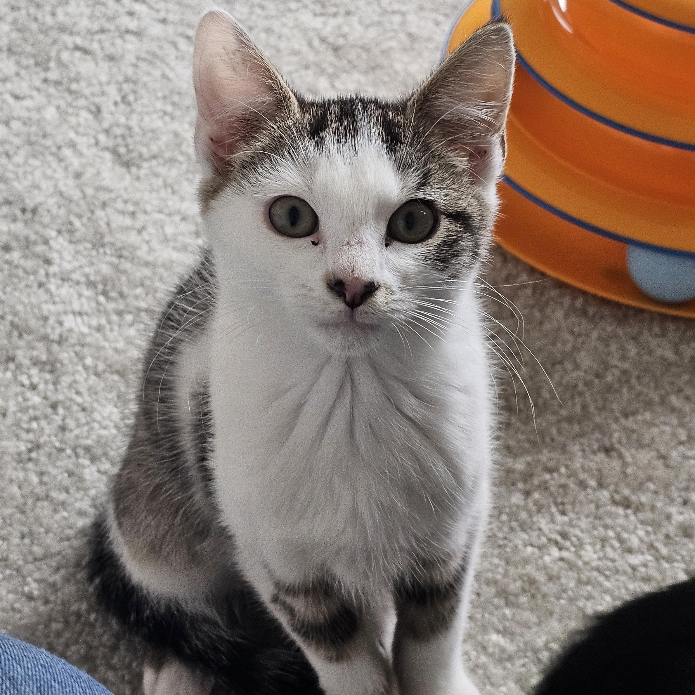 Gracie, a Adoptable mixed breed in Hyattsville, MD image 4/6