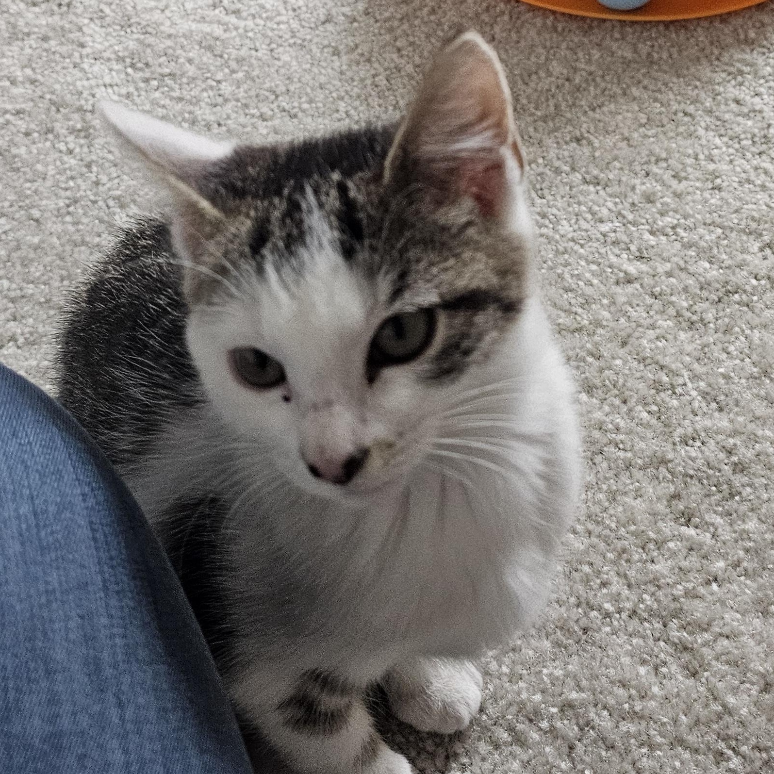 Gracie, a Adoptable mixed breed in Hyattsville, MD image 5/6