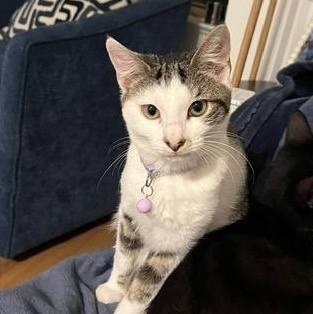 Gracie, a Adoptable mixed breed in Hyattsville, MD image 2/6