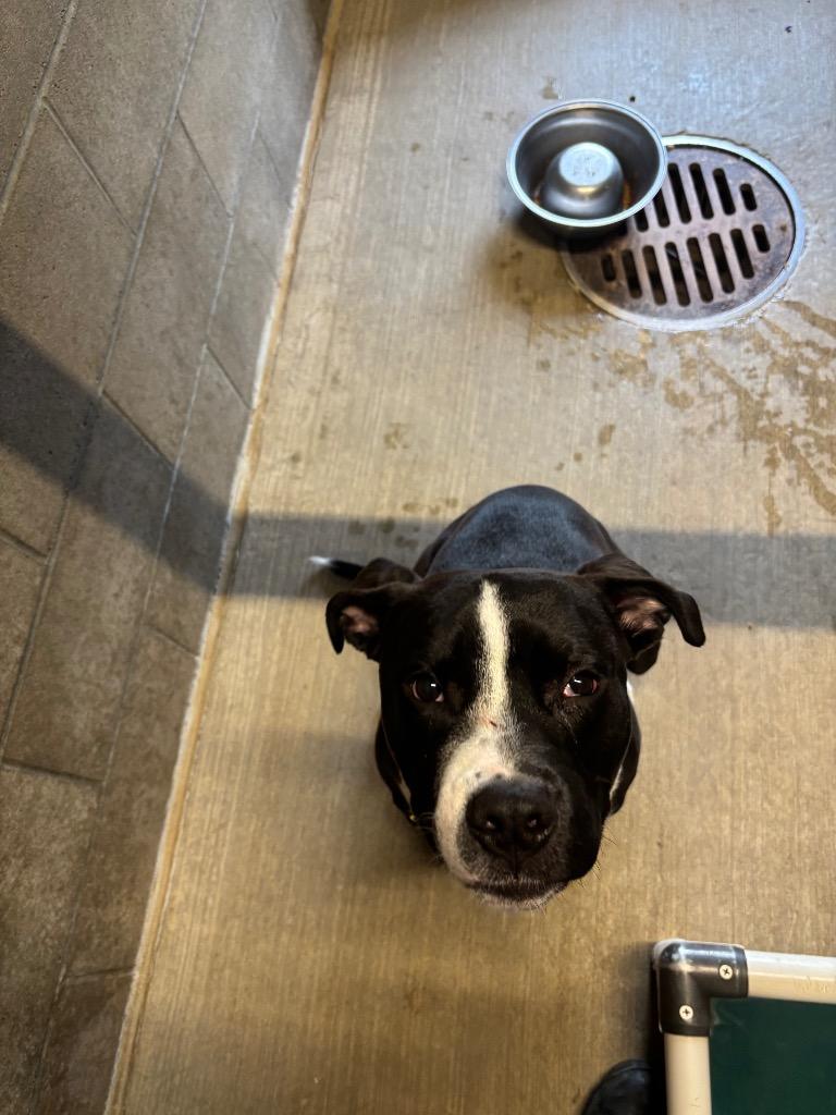 Enlarge Ozzy, a Adoptable American Staffordshire Terrier in Gillette, WY image 1/2