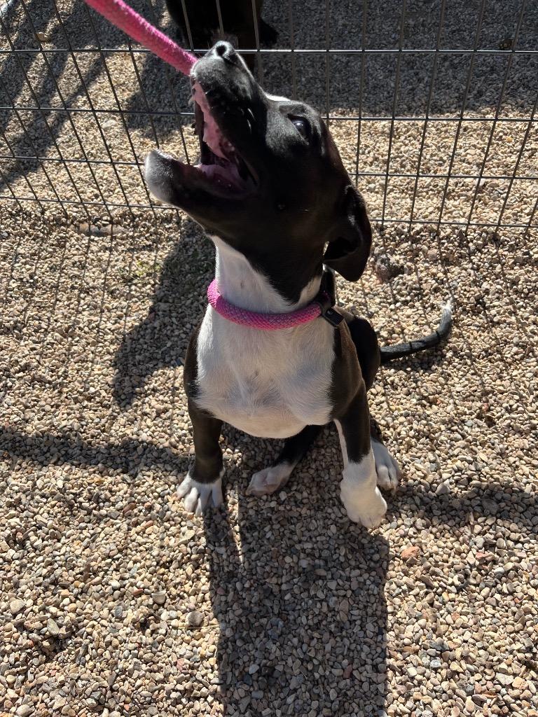 Enlarge Ozzy, a Adoptable American Staffordshire Terrier in Gillette, WY image 2/2
