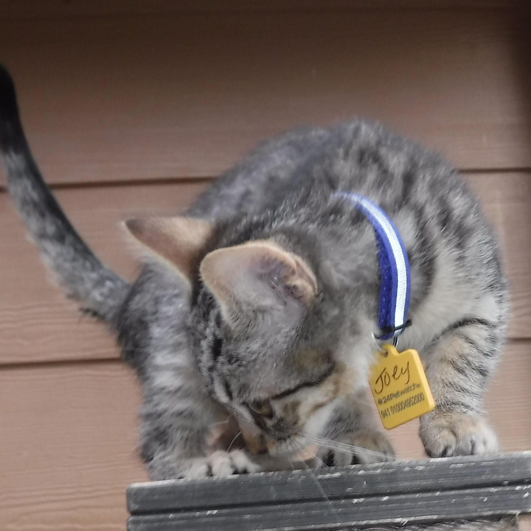 Joey  Very Sweet thumbnail 2