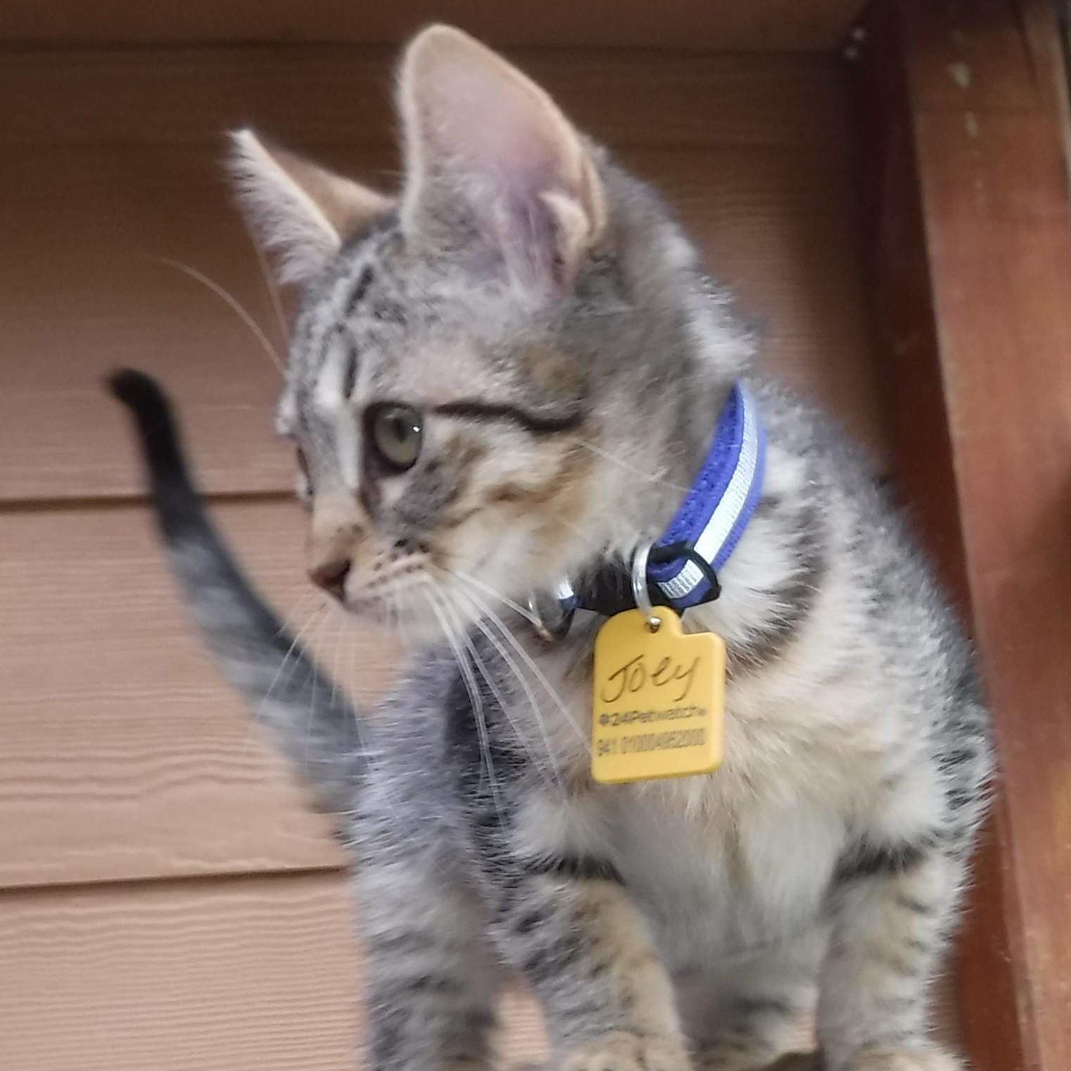 Joey  Very Sweet thumbnail 5