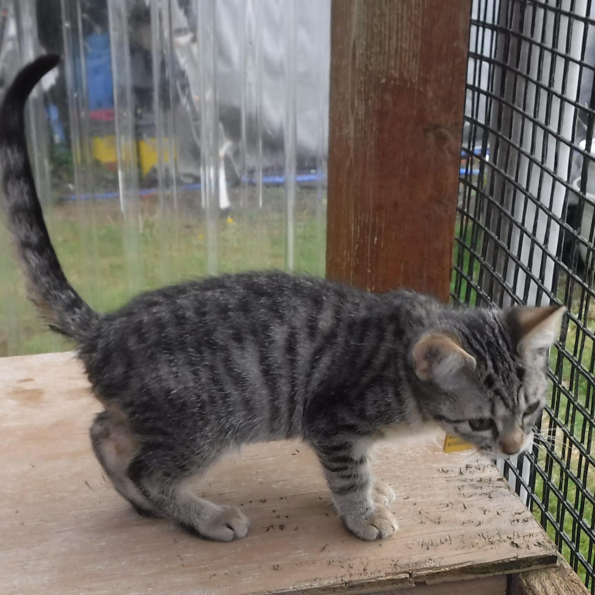 Joey  Very Sweet thumbnail 6