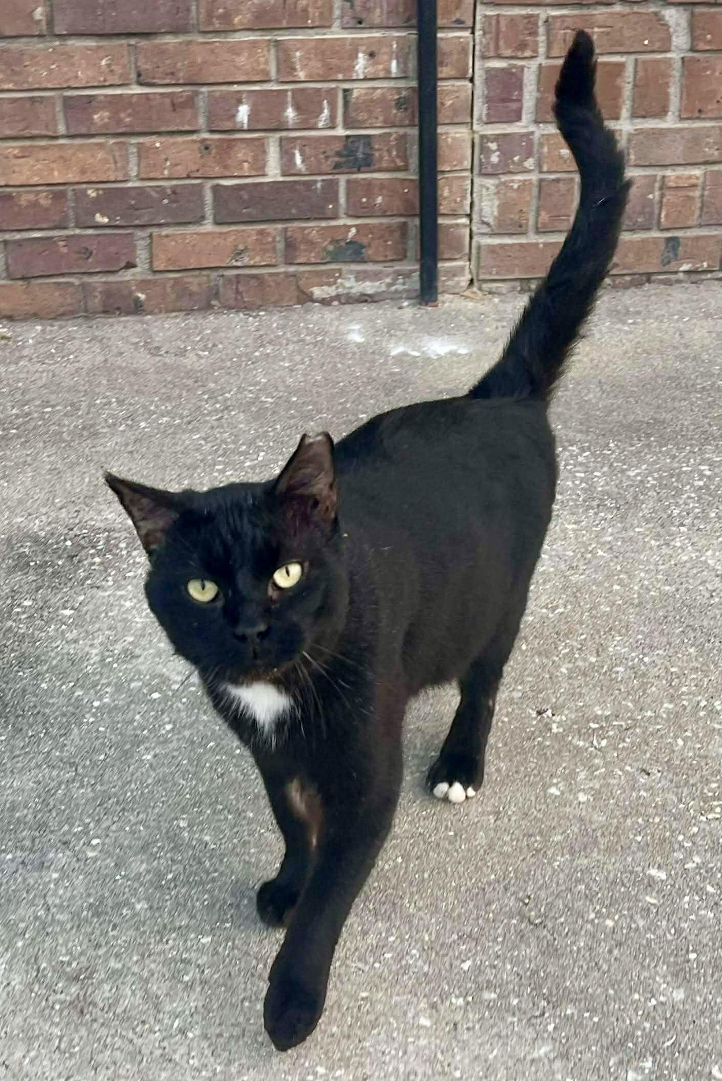 Enlarge Charlie (urgent courtesy post), an adopted mixed breed in Myrtle Beach, SC image 2/4