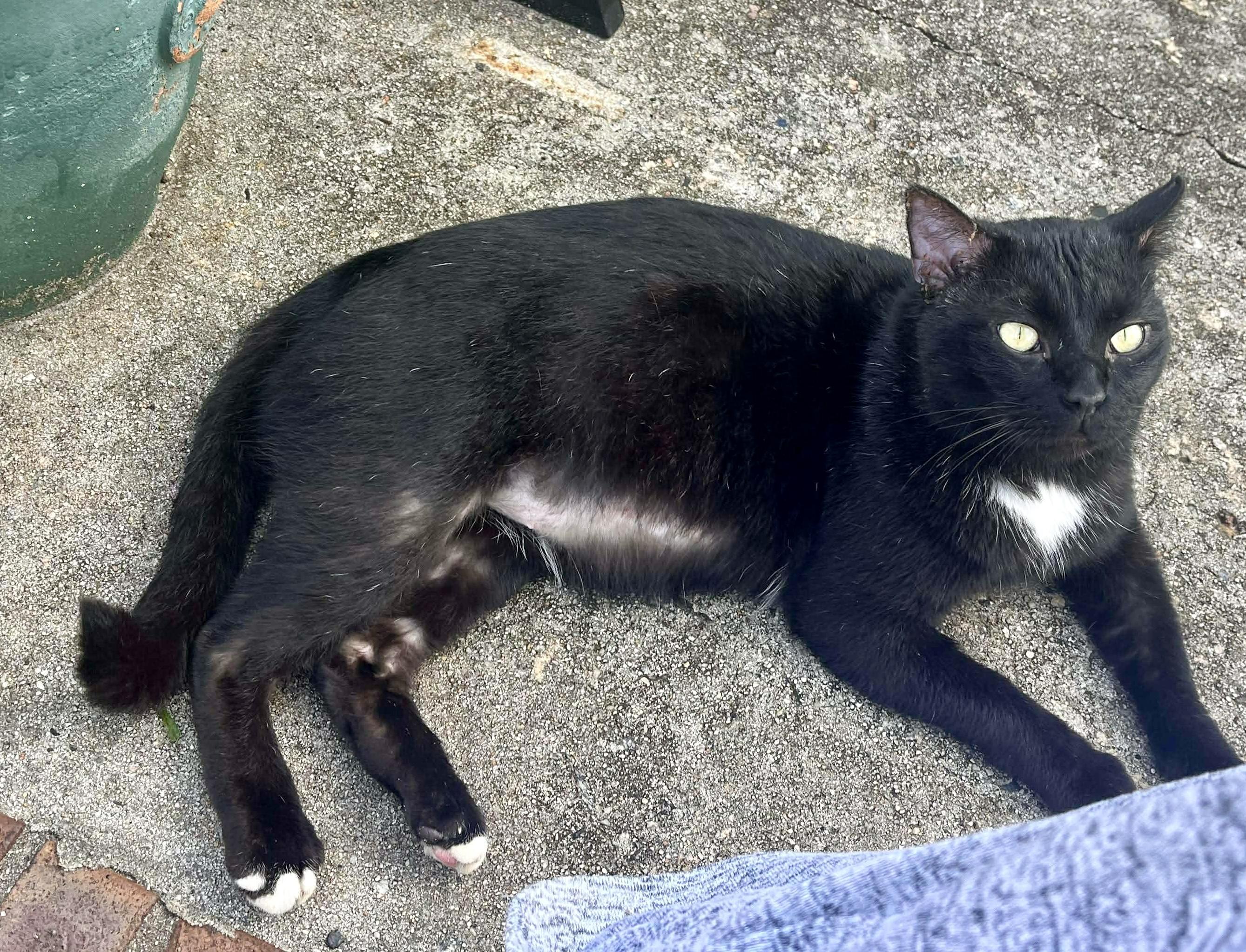 Enlarge Charlie (urgent courtesy post), an adopted mixed breed in Myrtle Beach, SC image 3/4