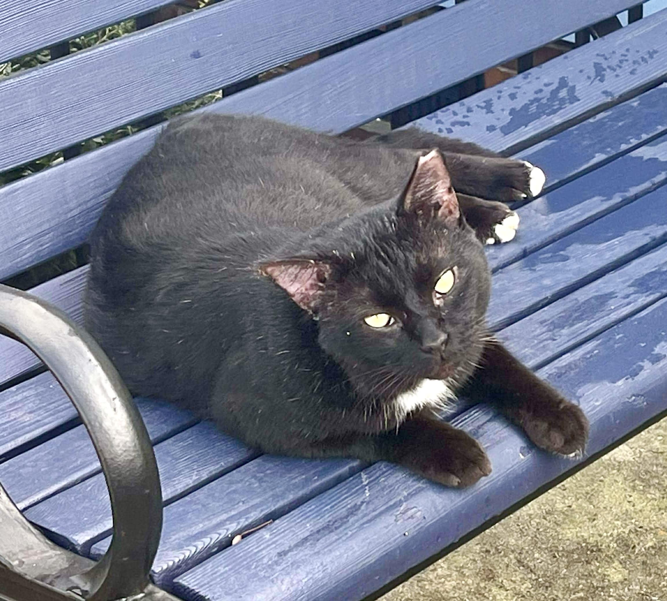 Enlarge Charlie (urgent courtesy post), an adopted mixed breed in Myrtle Beach, SC image 4/4