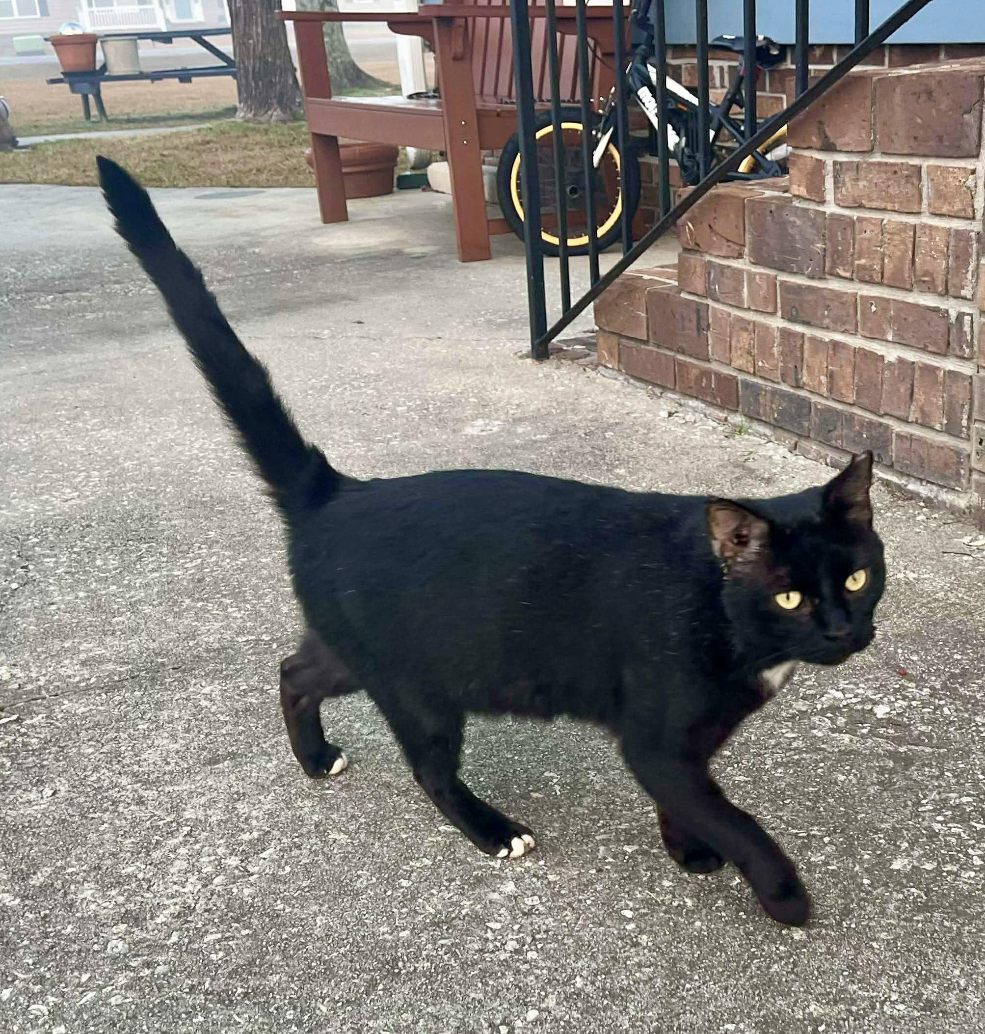 Charlie (urgent courtesy post), adopted, Adult Male Tuxedo & Domestic Short Hair.