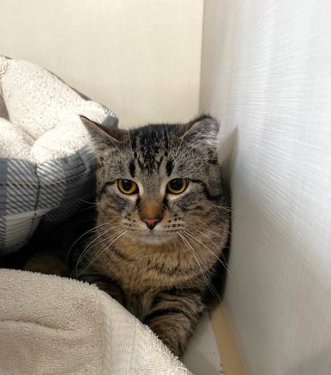 Pivot, an adopted Domestic Short Hair in Hutchinson, MN image 2/5