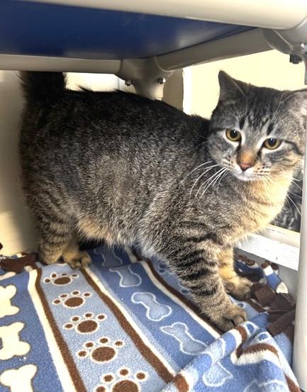 Pivot, an adopted Domestic Short Hair in Hutchinson, MN image 4/5