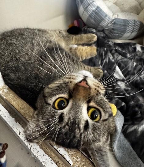 Pivot, adopted, Young Male Domestic Short Hair.