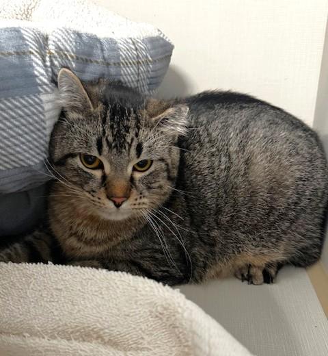 Pivot, an adopted Domestic Short Hair in Hutchinson, MN image 3/5