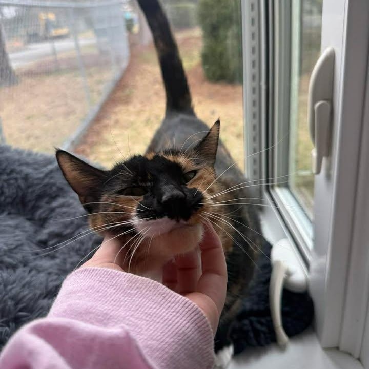 Mia, ADOPTABLE, Adult Female Tortoiseshell.