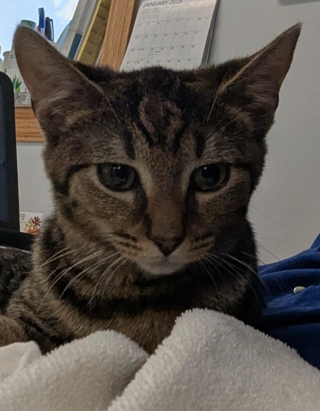 Enlarge Dixon (sister to Mason), a ADOPTABLE Domestic Short Hair in Mount Vernon, OH image 3/3