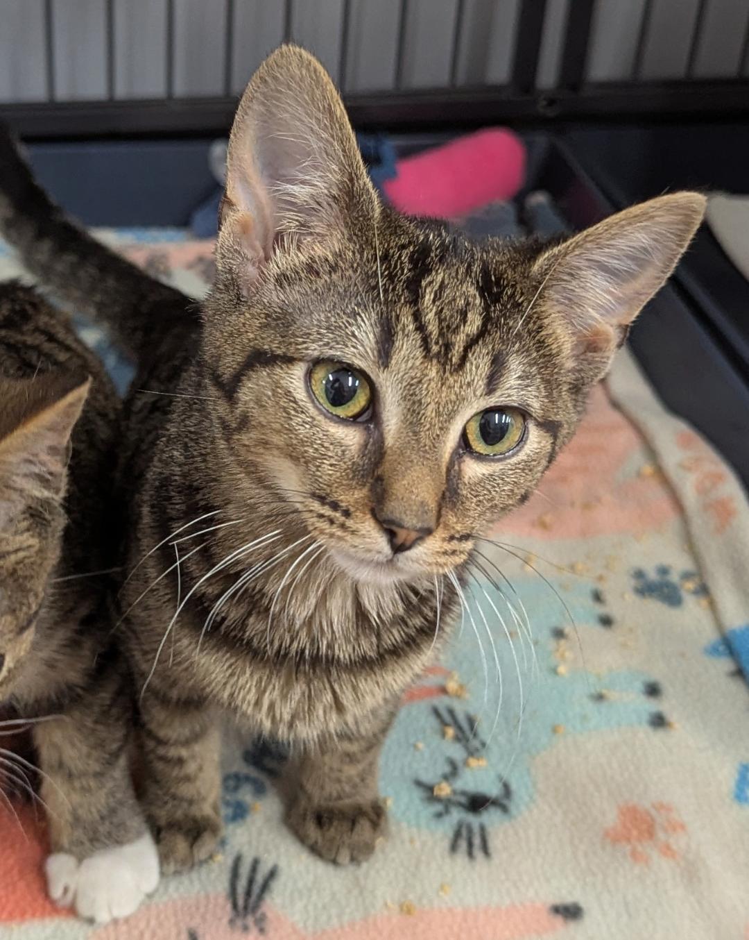 Dixon (sister to Mason), ADOPTABLE, Kitten Female Domestic Short Hair.